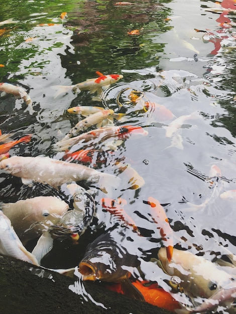 Photo vue d'angle élevé des carpes koi nageant dans le lac