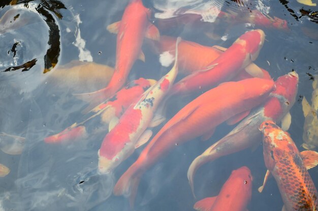 Vue d'angle élevé des carpes koi nageant dans le lac
