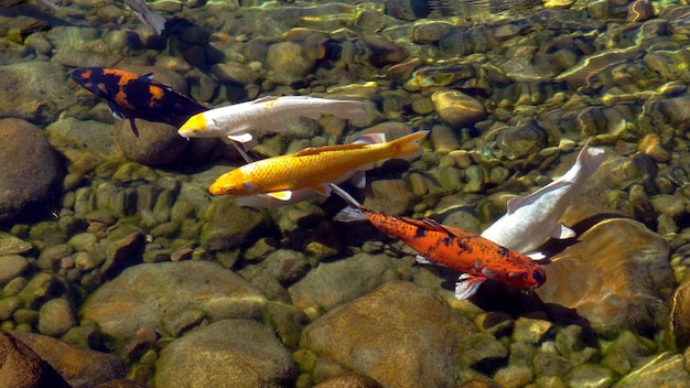 Vue d'angle élevé des carpes koi nageant dans le lac
