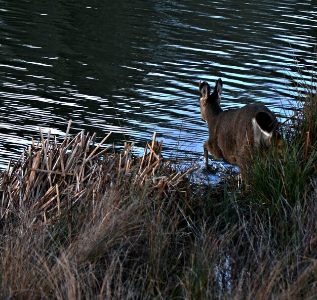 Photo vue d'angle élevé de cerfs marchant sur la rive de la rivière