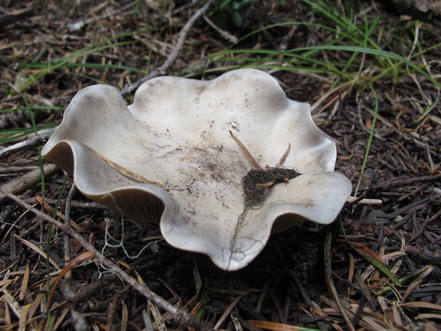 Photo vue d'angle élevé des champignons qui poussent sur le champ