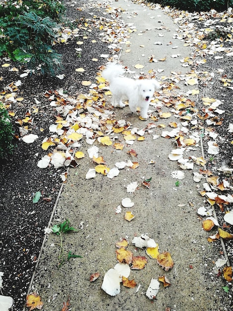 Photo vue d'angle élevé d'un chien dans la rue en automne