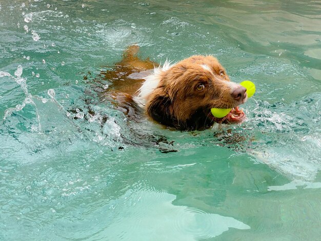 Photo vue d'angle élevé d'un chien nageant dans l'eau