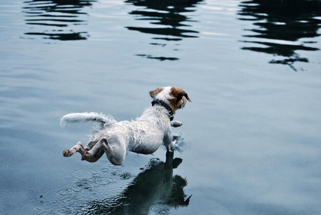 Photo vue d'angle élevé d'un chien nageant dans un lac