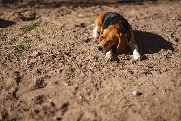 Vue d'angle élevé d'un chien sur le terrain