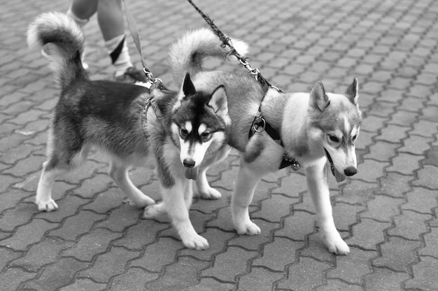 Photo vue d'angle élevé des chiens husky sibériens dans la rue