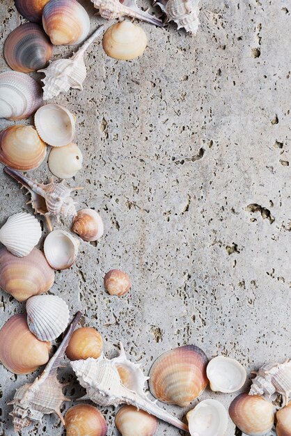 Photo vue d'angle élevé des coquillages sur la plage