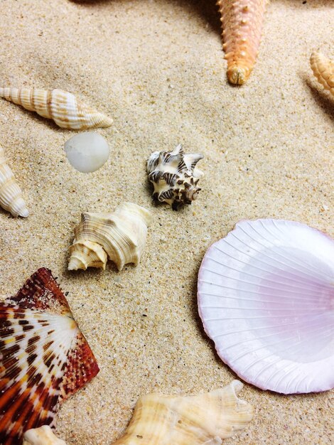 Vue d'angle élevé des coquillages sur la plage