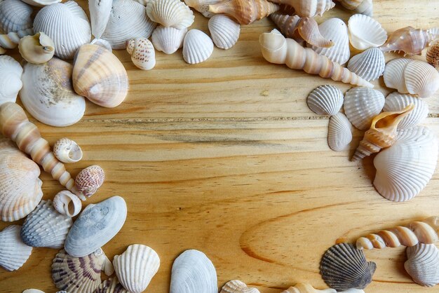 Vue d'angle élevé des coquillages sur la table
