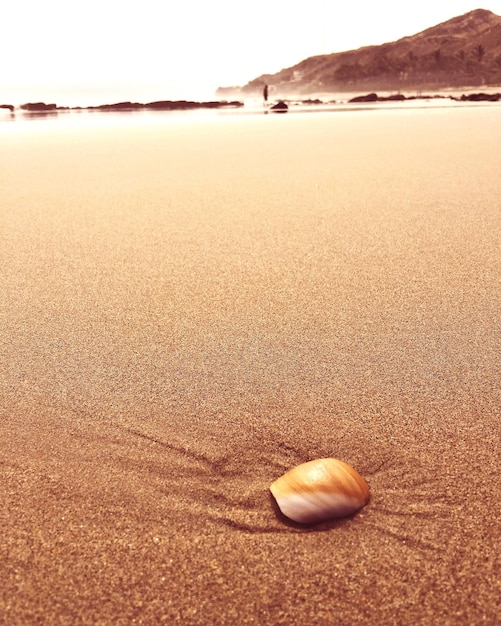 Photo vue d'angle élevé d'une coquille sur une plage de sable