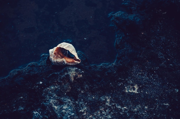 Photo vue d'angle élevé d'une coquille sur une roche
