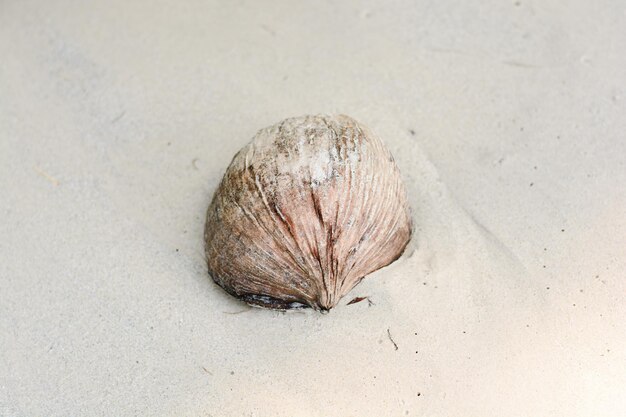 Vue d'angle élevé de la coquille sur le sable