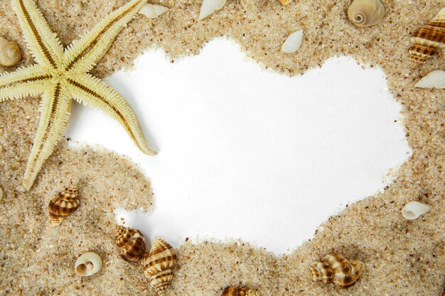 Vue d'angle élevé d'une coquille sur le sable