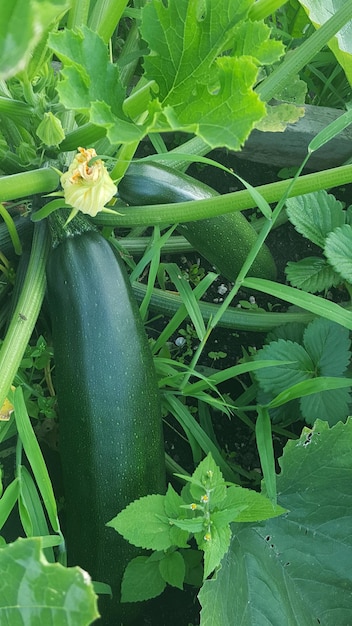 Photo vue d'un angle élevé des courgettes qui poussent sur le champ