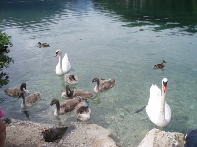 Photo vue d'angle élevé des cygnes nageant dans le lac