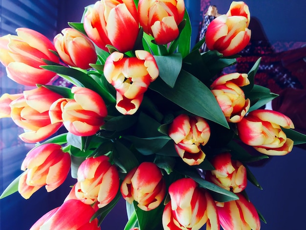 Vue d'angle élevé du bouquet de tulipes