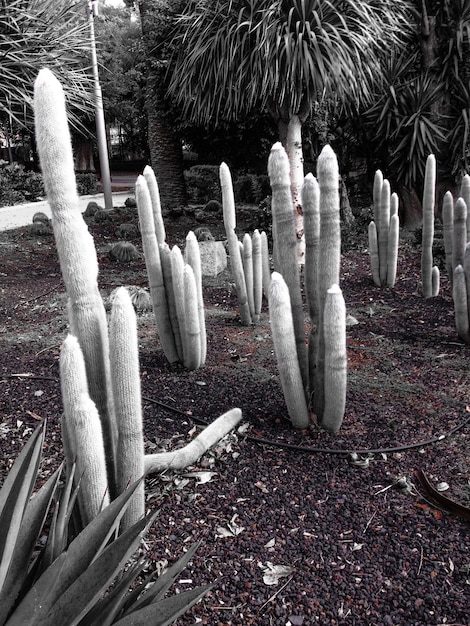 Photo vue d'angle élevé du cactus sur le champ du parc