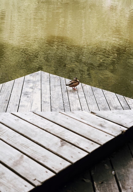 Photo vue d'angle élevé du canard sur la jetée au-dessus du lac