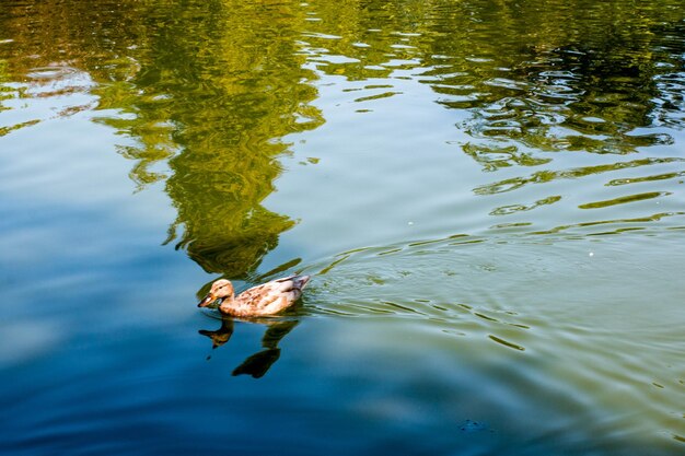 Photo vue d'angle élevé du canard nageant dans le lac