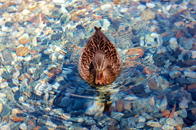 Photo vue d'angle élevé du canard nageant dans le lac