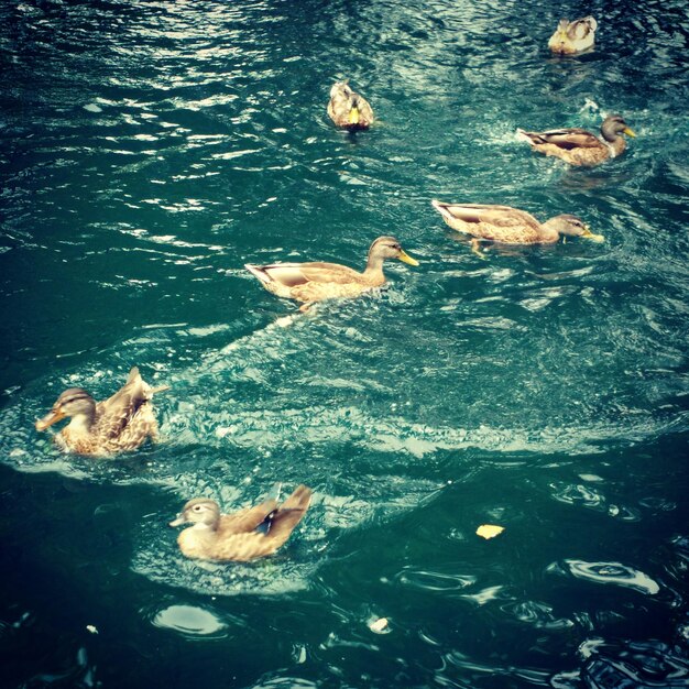 Photo vue d'angle élevé du canard nageant dans le lac