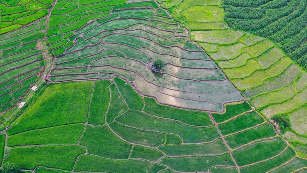 Vue d'angle élevé du champ agricole