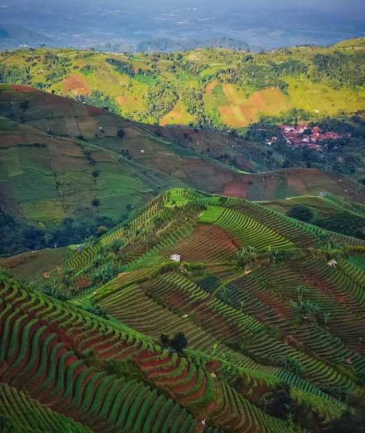 Vue d'angle élevé du champ agricole