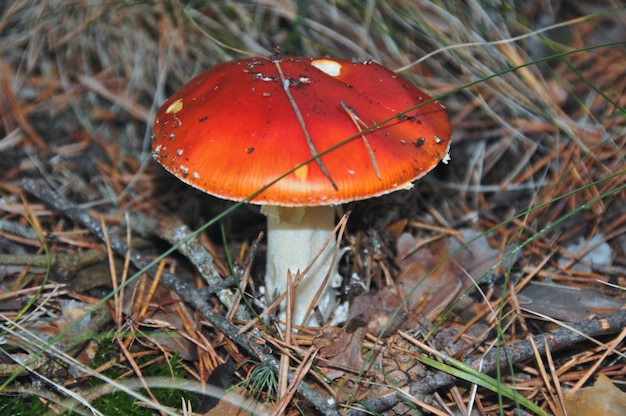 Photo vue d'angle élevé du champignon orange poussant sur le champ