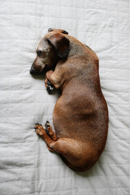 Photo vue d'angle élevé du chien dormant sur le lit