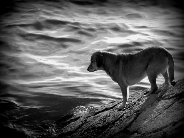 Photo vue d'angle élevé du chien sur le rivage