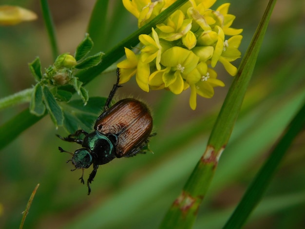 Vue d'angle élevé du coléoptère sur une plante à fleurs