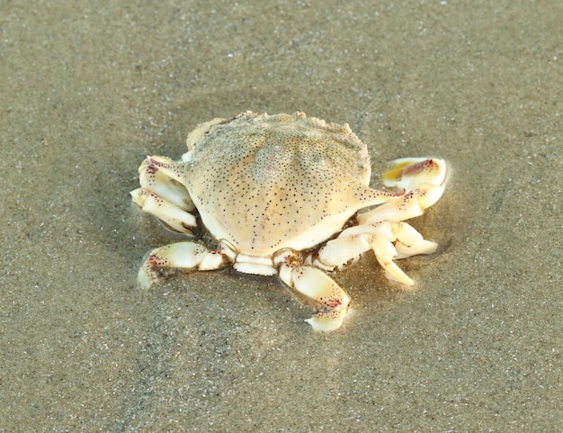Photo vue d'angle élevé du crabe sur la plage