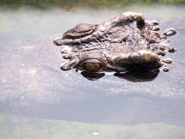 Photo vue d'angle élevé du crocodile dans le lac