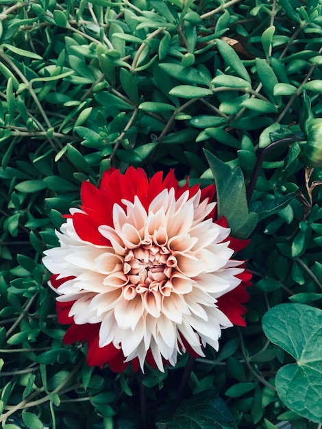 Photo vue d'angle élevé du dahlia et des plantes