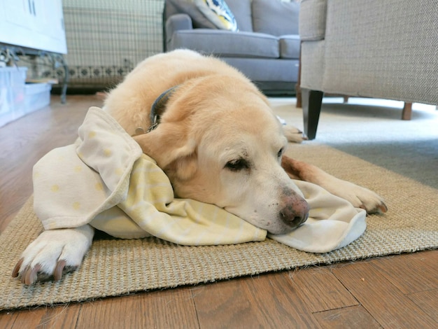 Vue d'angle élevé du labrador retriever se détendant sur le tapis à la maison