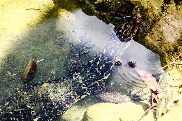 Photo vue d'angle élevé du lézard de surveillance dans l'eau