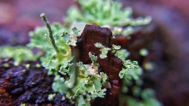 Photo vue d'angle élevé du lichen qui pousse sur le bois