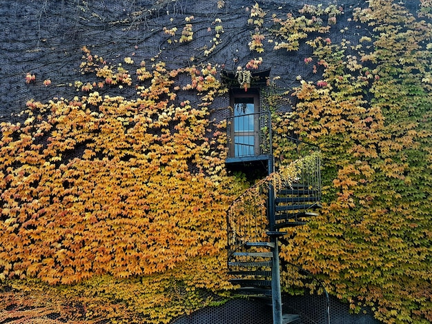 Vue d'angle élevé du lierre qui pousse sur le bâtiment