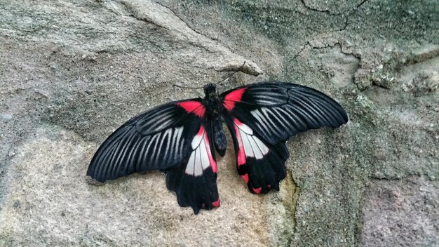 Photo vue d'angle élevé du papillon sur le rocher