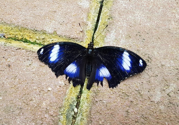 Photo vue d'angle élevé du papillon