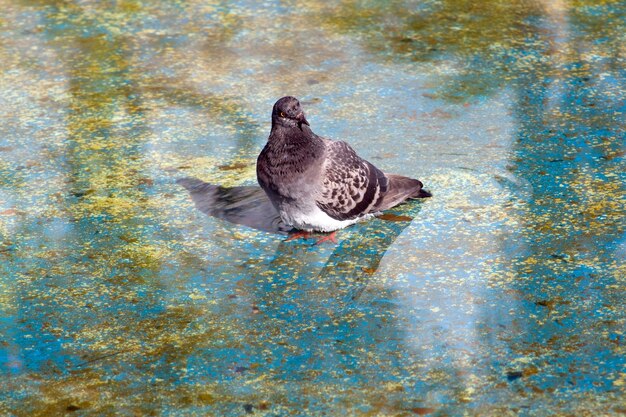 Photo vue d'angle élevé du pigeon dans le reflet de l'eau et l'ombre