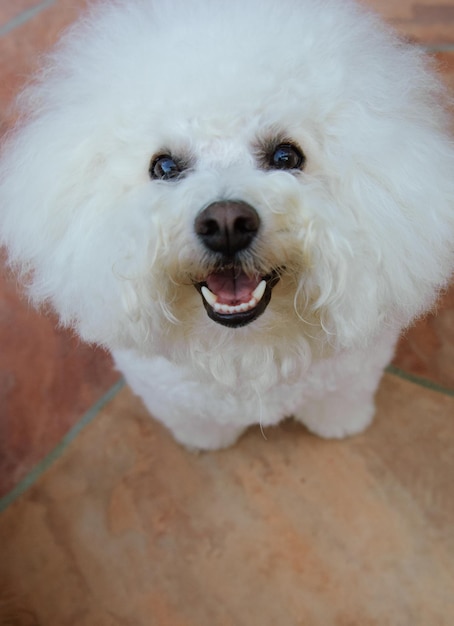 Vue à angle élevé du portrait d'un chien