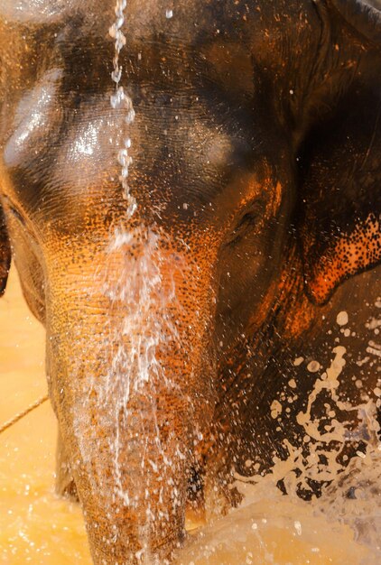 Photo vue d'angle élevé d'un éléphant dans l'eau