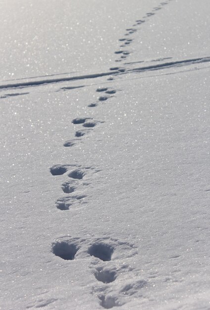 Vue d'angle élevé des empreintes sur la neige