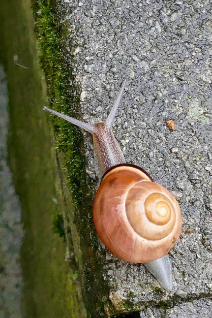 Photo vue d'angle élevé de l'escargot