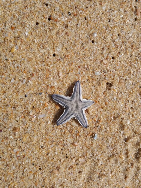 Photo vue d'angle élevé des étoiles de mer sur la plage