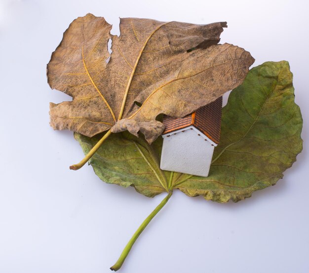 Photo vue d'angle élevé d'une feuille d'érable sur fond blanc