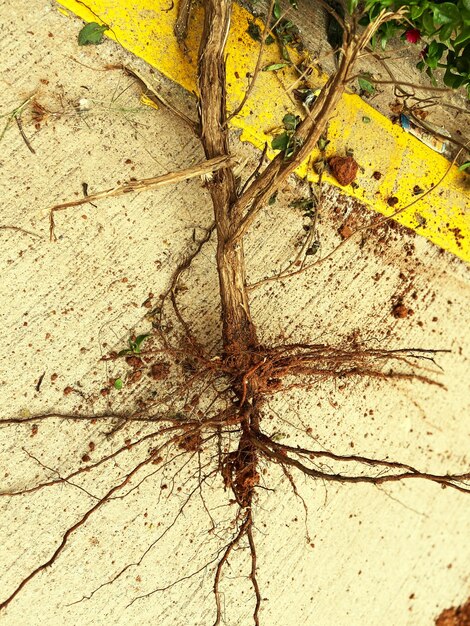 Photo vue d'angle élevé d'une feuille sèche sur un arbre