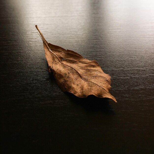 Vue d'angle élevé d'une feuille sèche sur la table en hiver