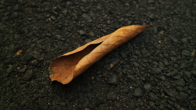 Vue d'angle élevé d'une feuille tombée dans la rue